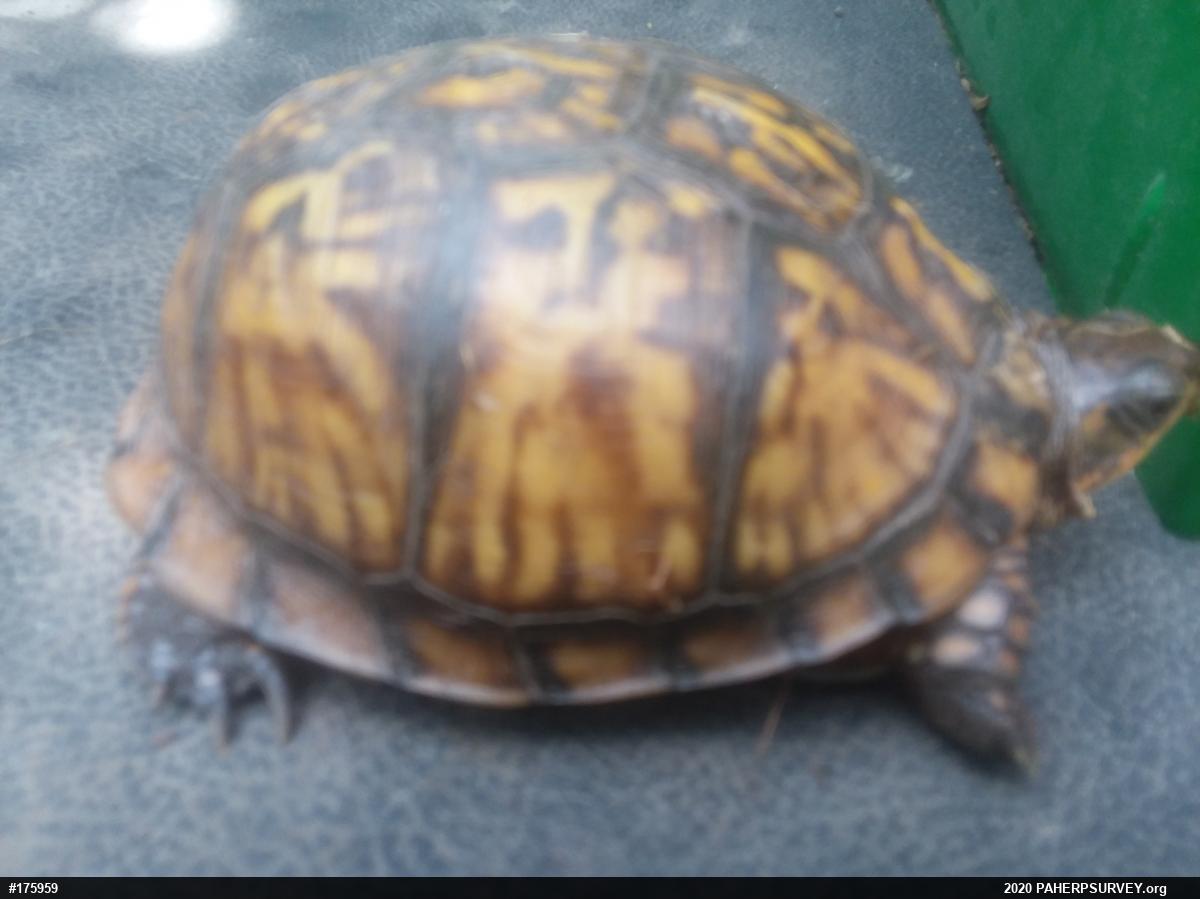 Eastern Box Turtle
