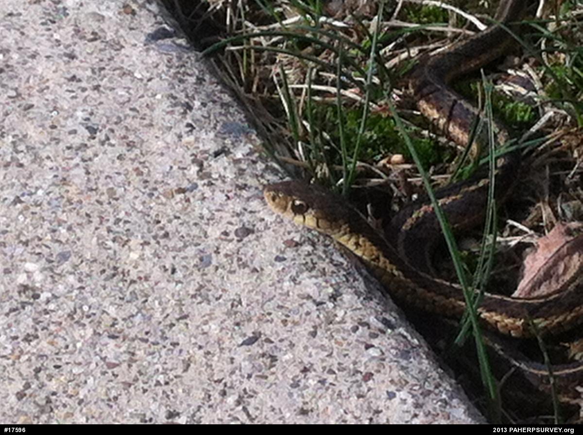 Eastern Gartersnake