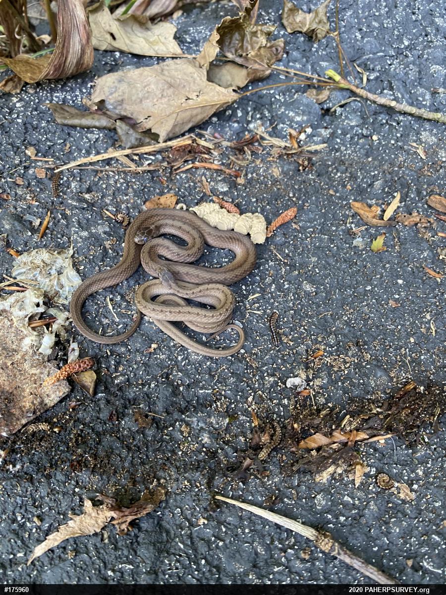 Dekay's Brownsnake