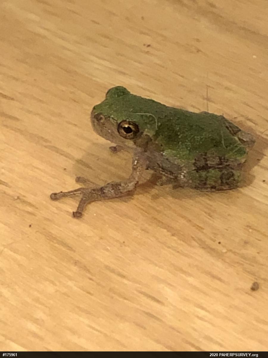 Unknown Gray Treefrog