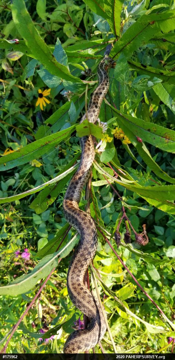 Eastern Gartersnake