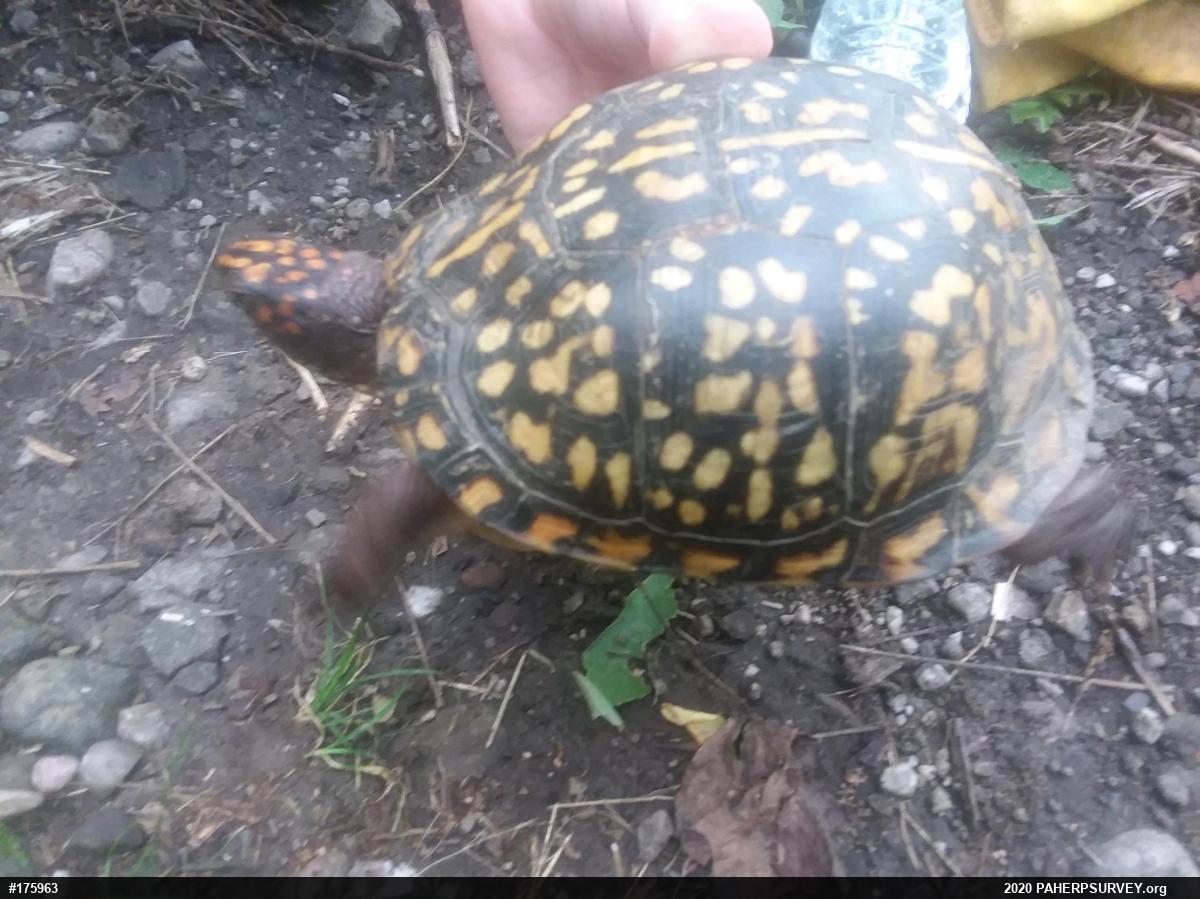 Eastern Box Turtle
