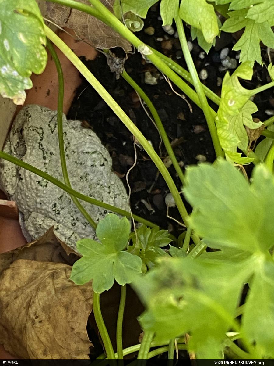 Unknown Gray Treefrog