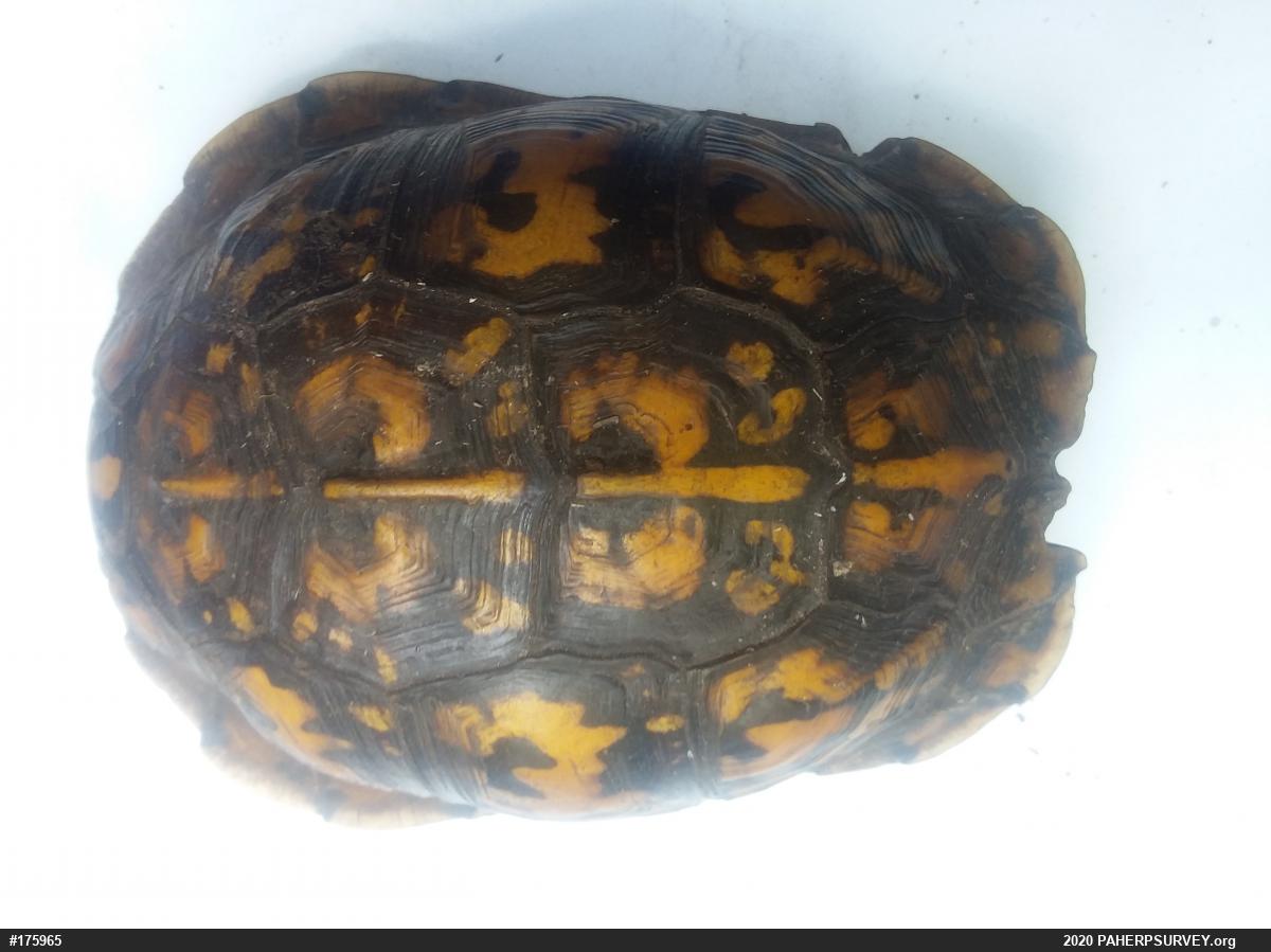 Eastern Box Turtle