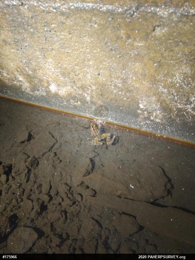 Pickerel Frog
