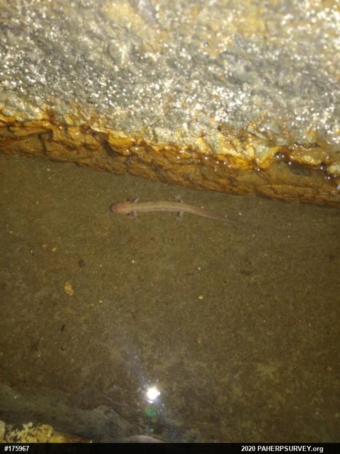 Northern Spring Salamander