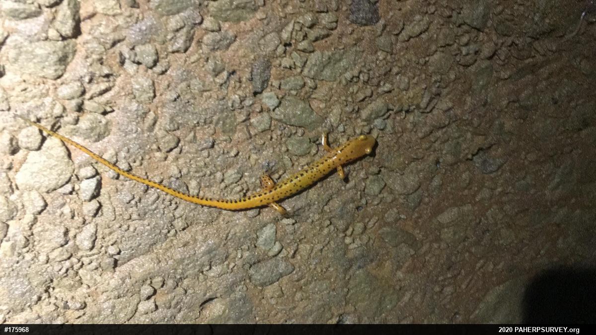 Eastern Long-tailed Salamander