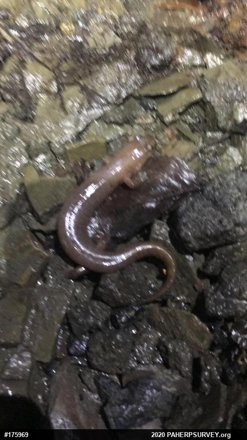 Dusky Salamanders
