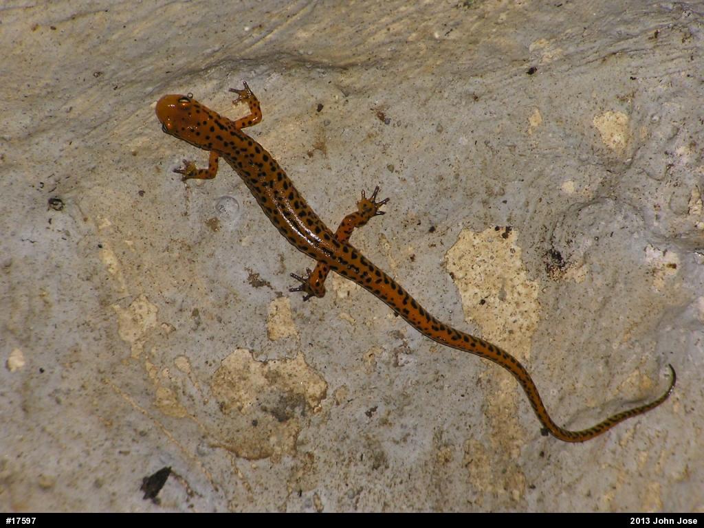 Eastern Long-tailed Salamander