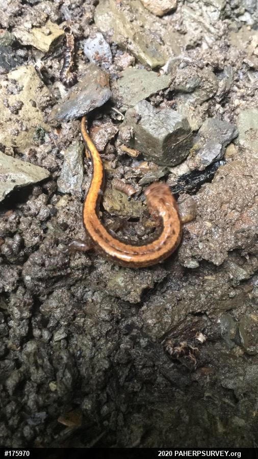 Allegheny Mountain Dusky Salamander