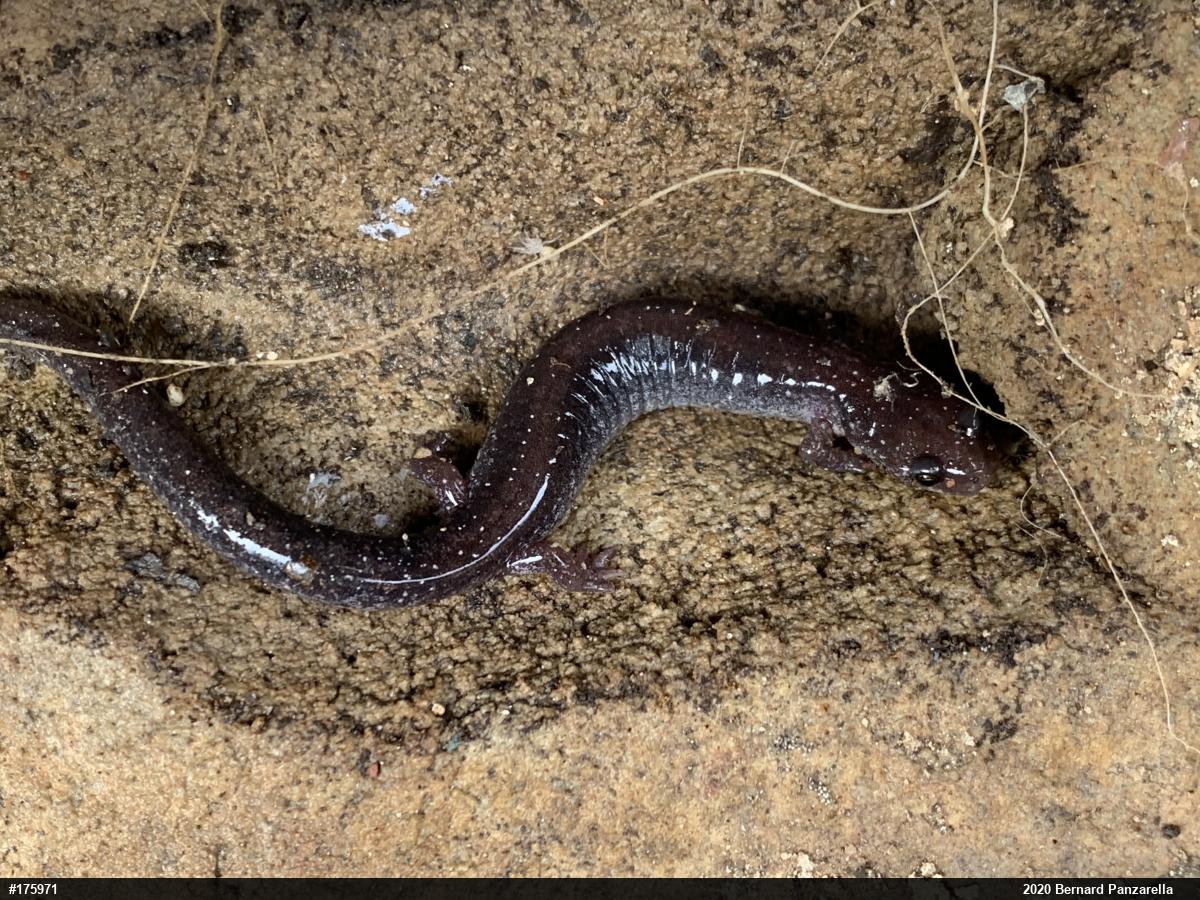Eastern Red-backed  Salamander