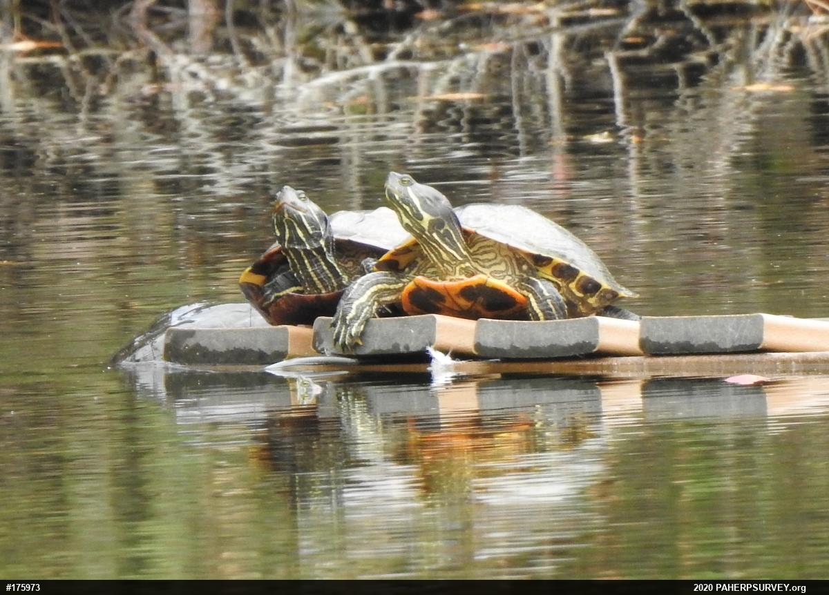 Pond Slider