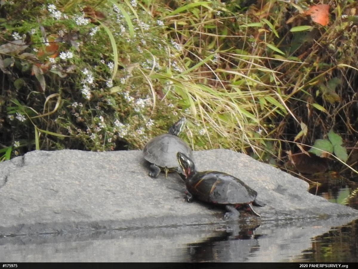Painted Turtle