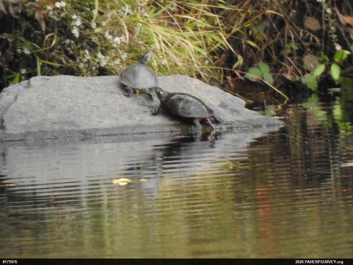 Red-eared Slider