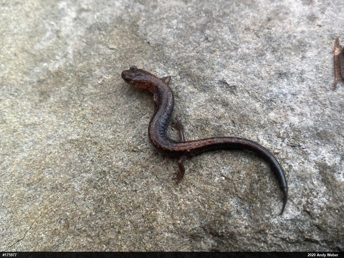 Eastern Red-backed  Salamander