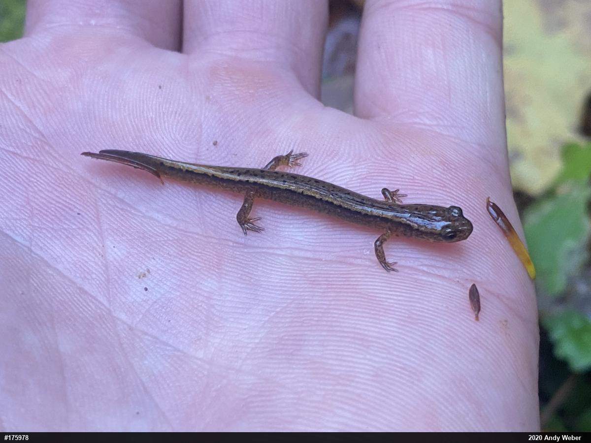 Northern Two-lined Salamander
