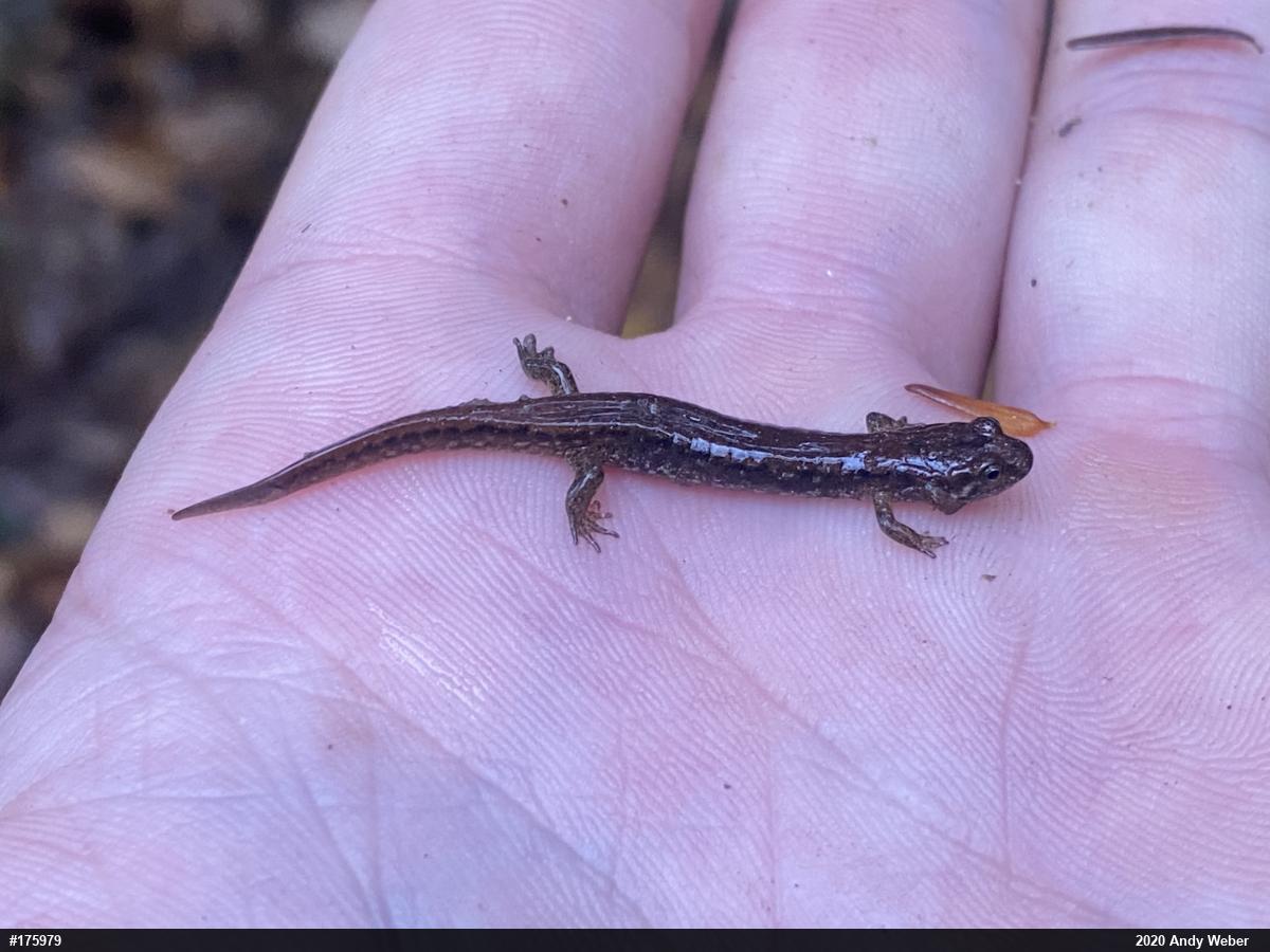 Northern Dusky Salamander