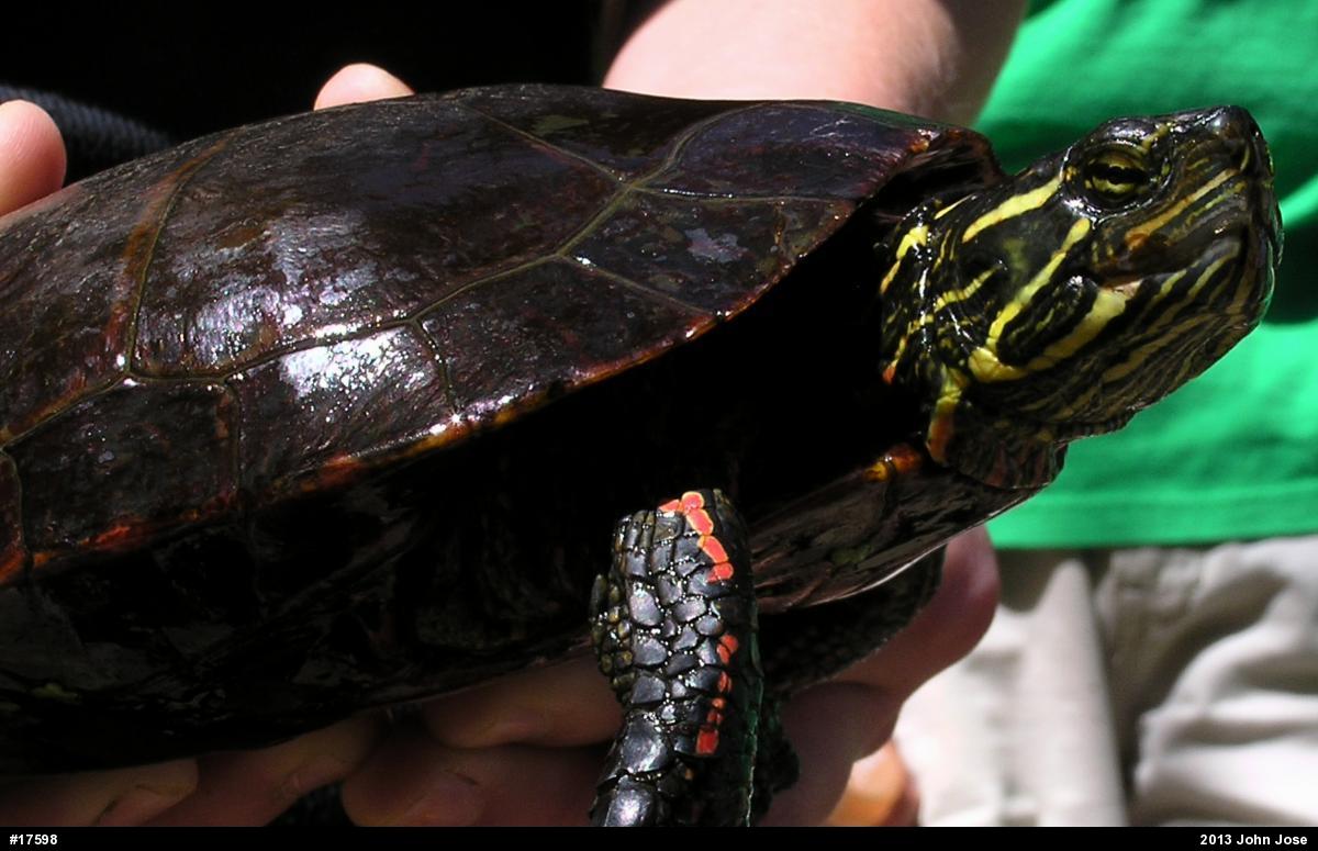 Painted Turtle