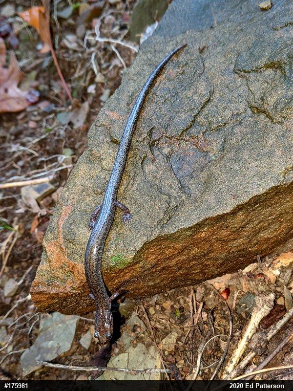 Valley And Ridge Salamander