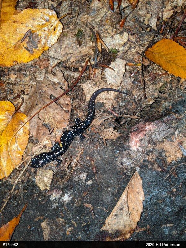 Northern Slimy Salamander