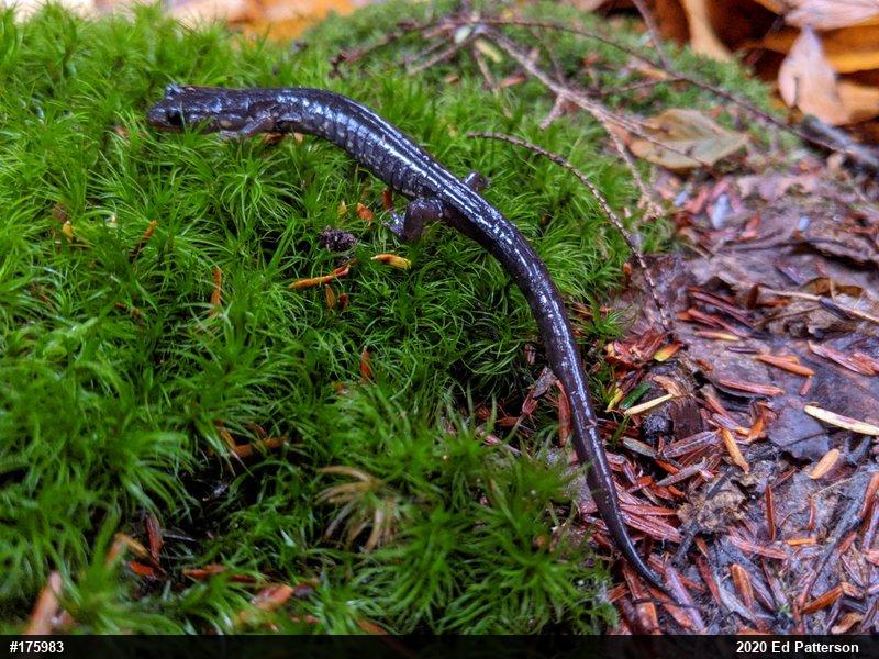 Wehrle's Salamander