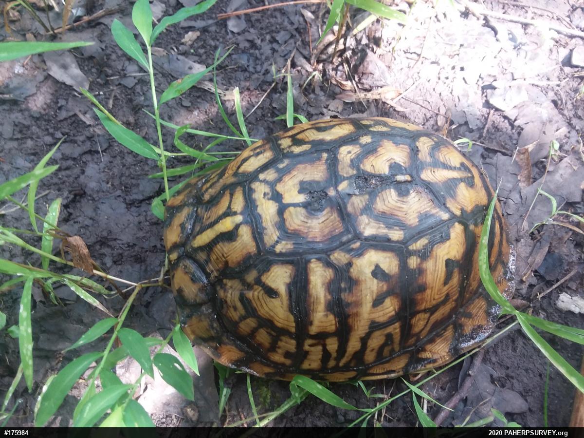 Eastern Box Turtle