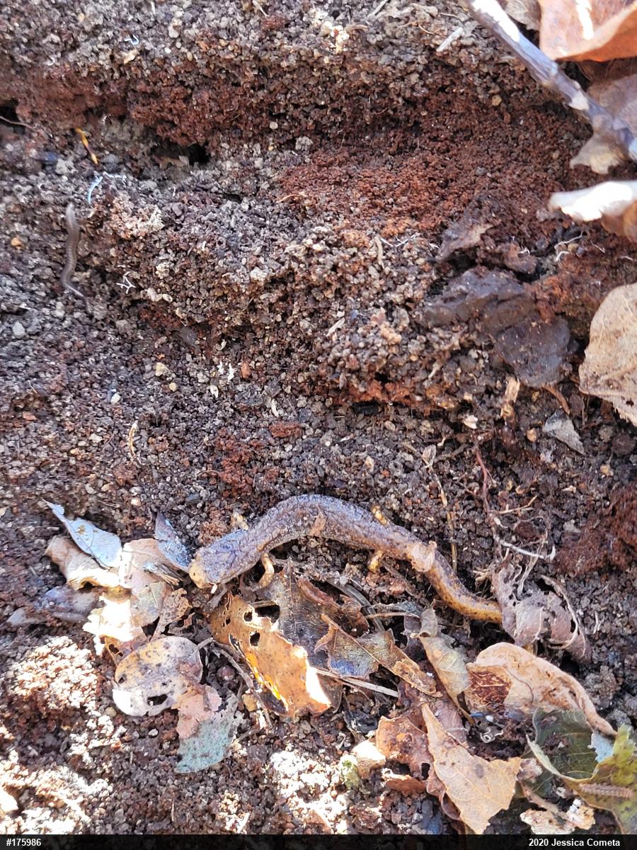 Four-toed Salamander