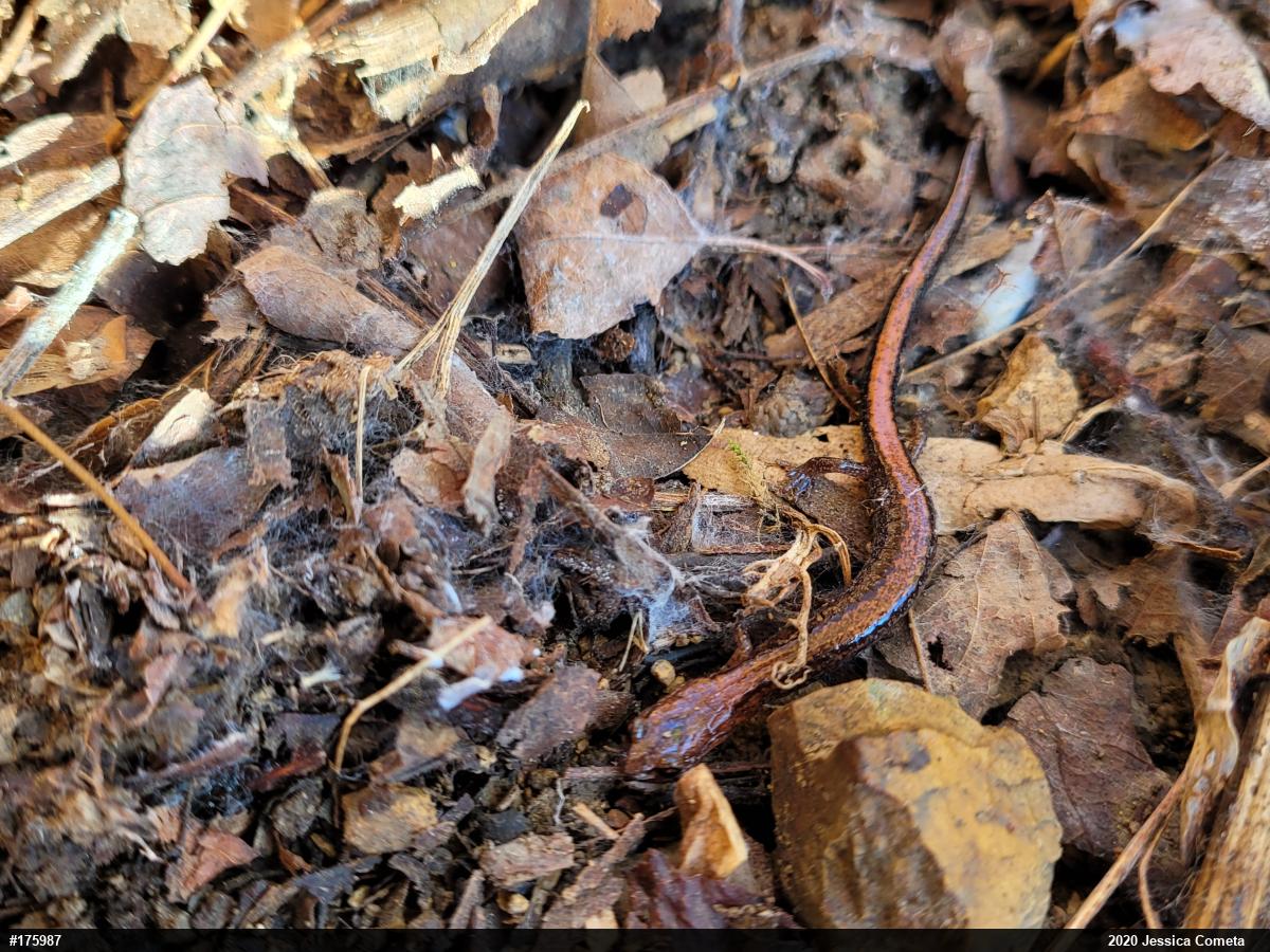 Eastern Red-backed  Salamander