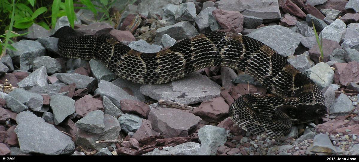 Timber Rattlesnake