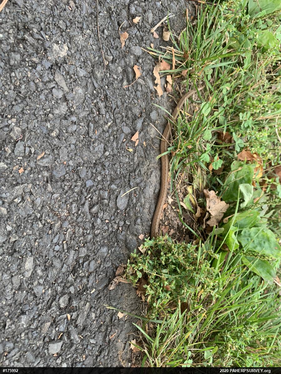 Dekay's Brownsnake