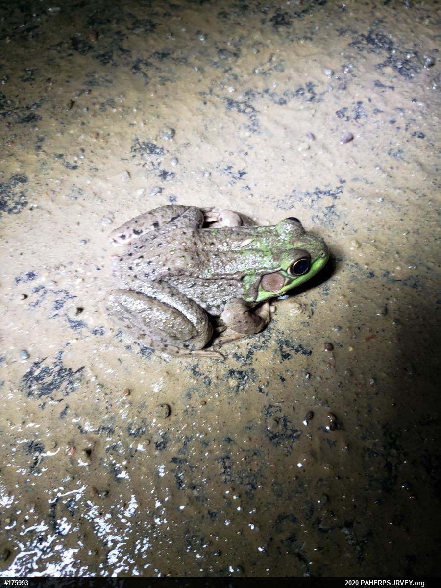 Green Frog