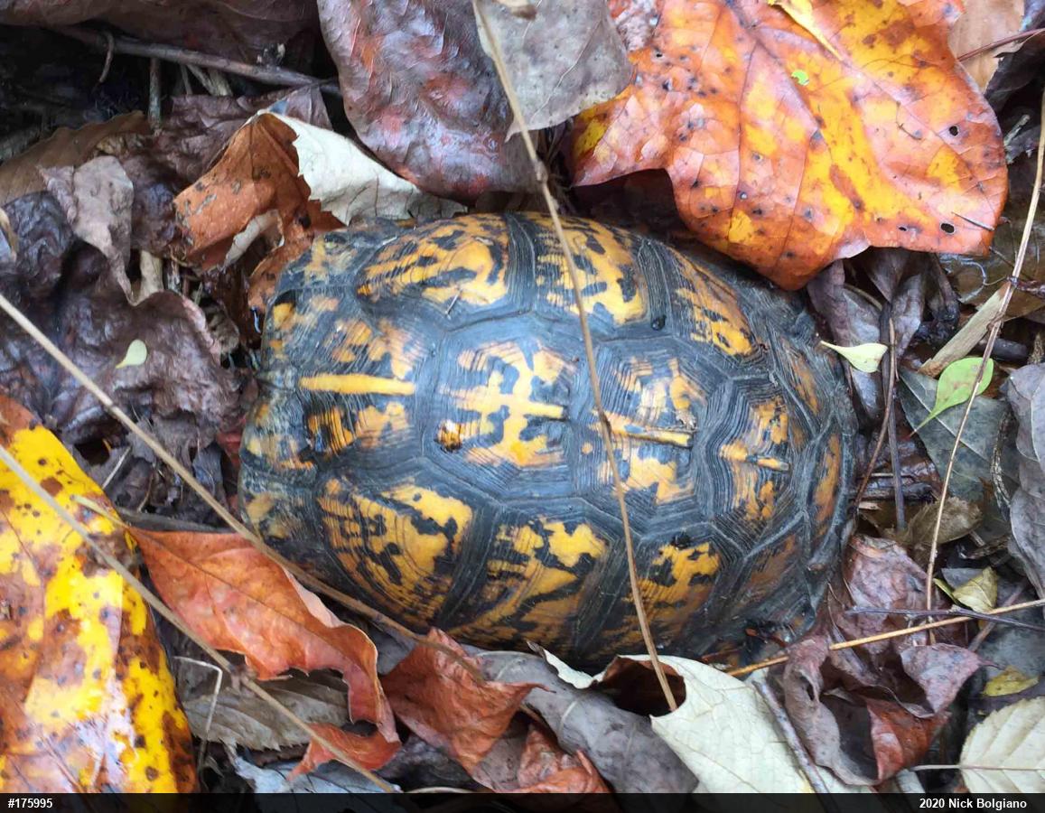 Eastern Box Turtle