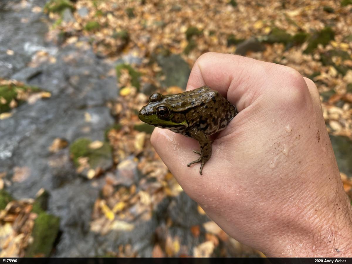 Green Frog