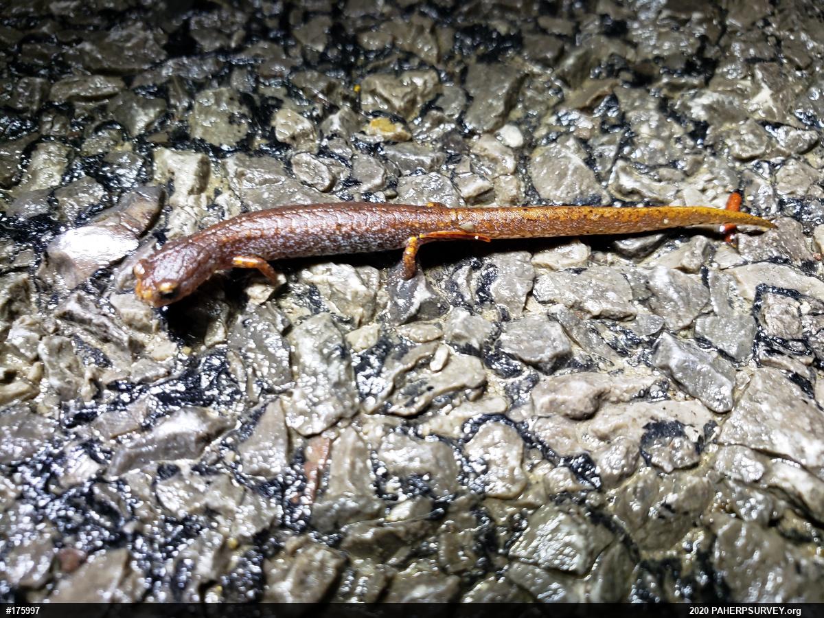 Four-toed Salamander