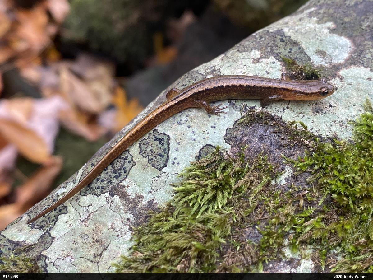 Northern Two-lined Salamander