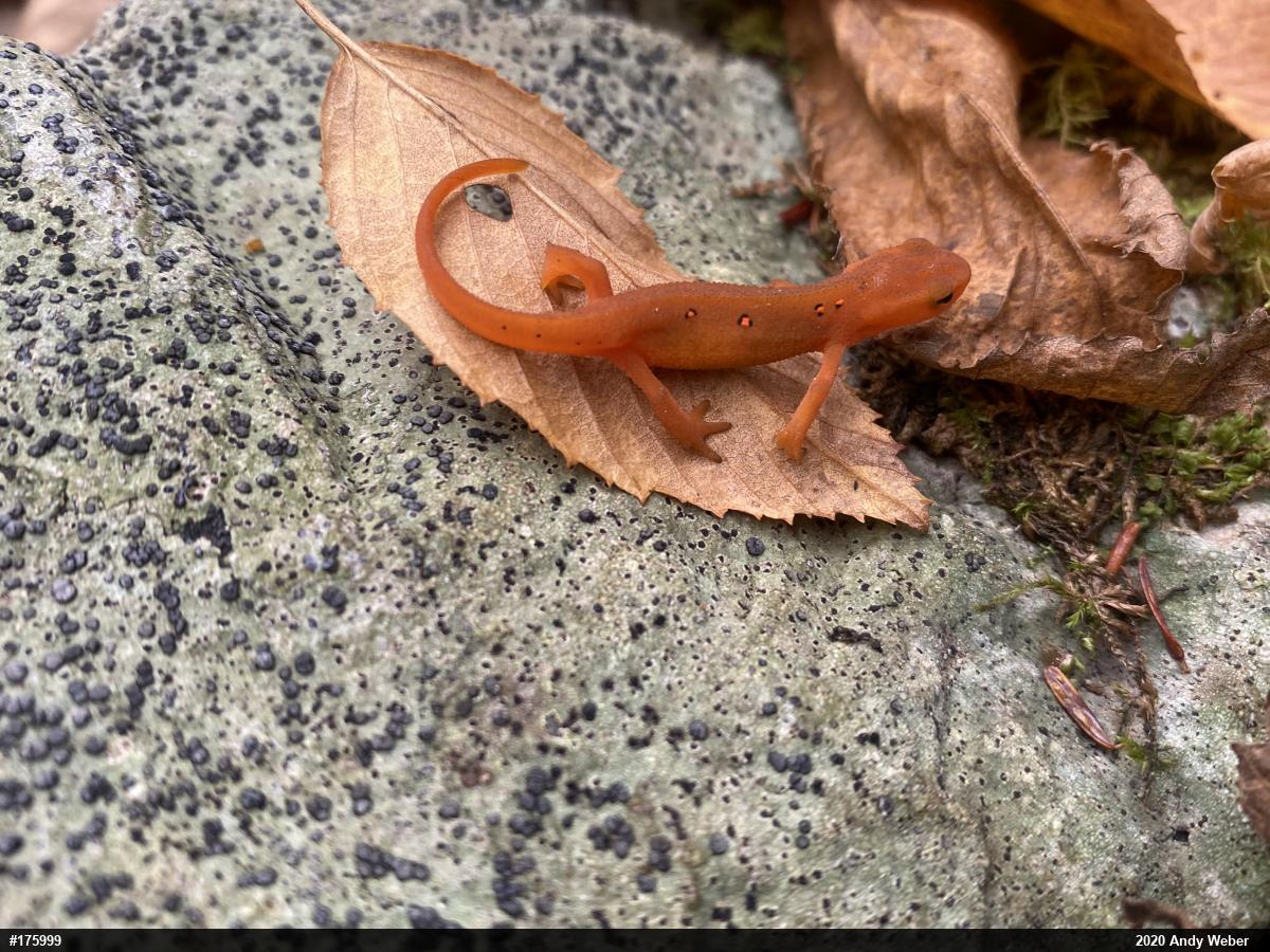 Red-spotted Newt