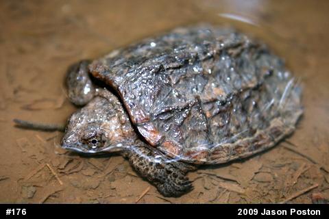Snapping Turtle