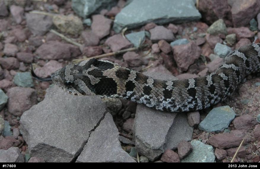 Eastern Hog-nosed Snake