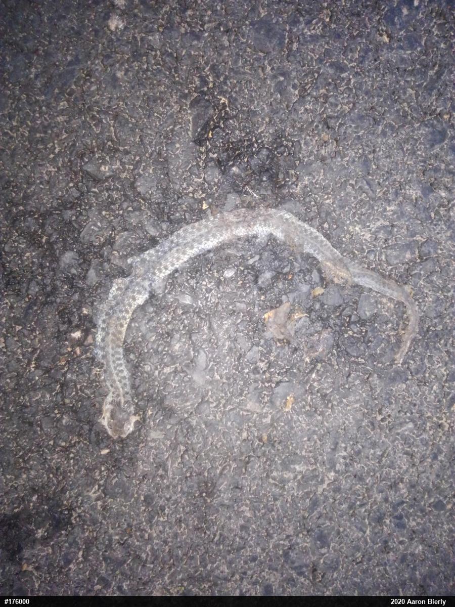 Eastern Gartersnake