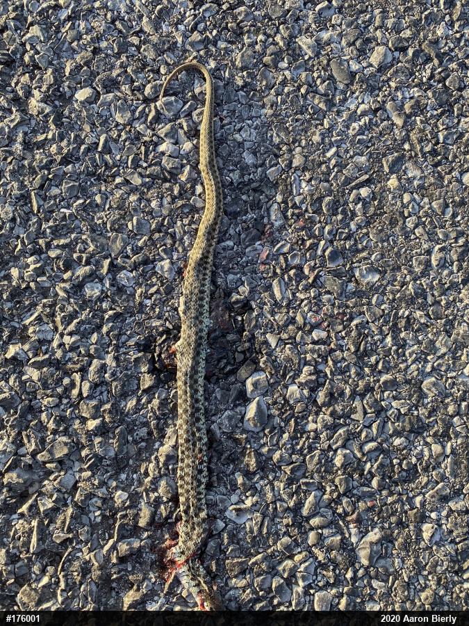 Eastern Gartersnake
