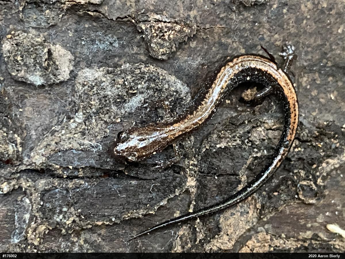 Eastern Red-backed  Salamander
