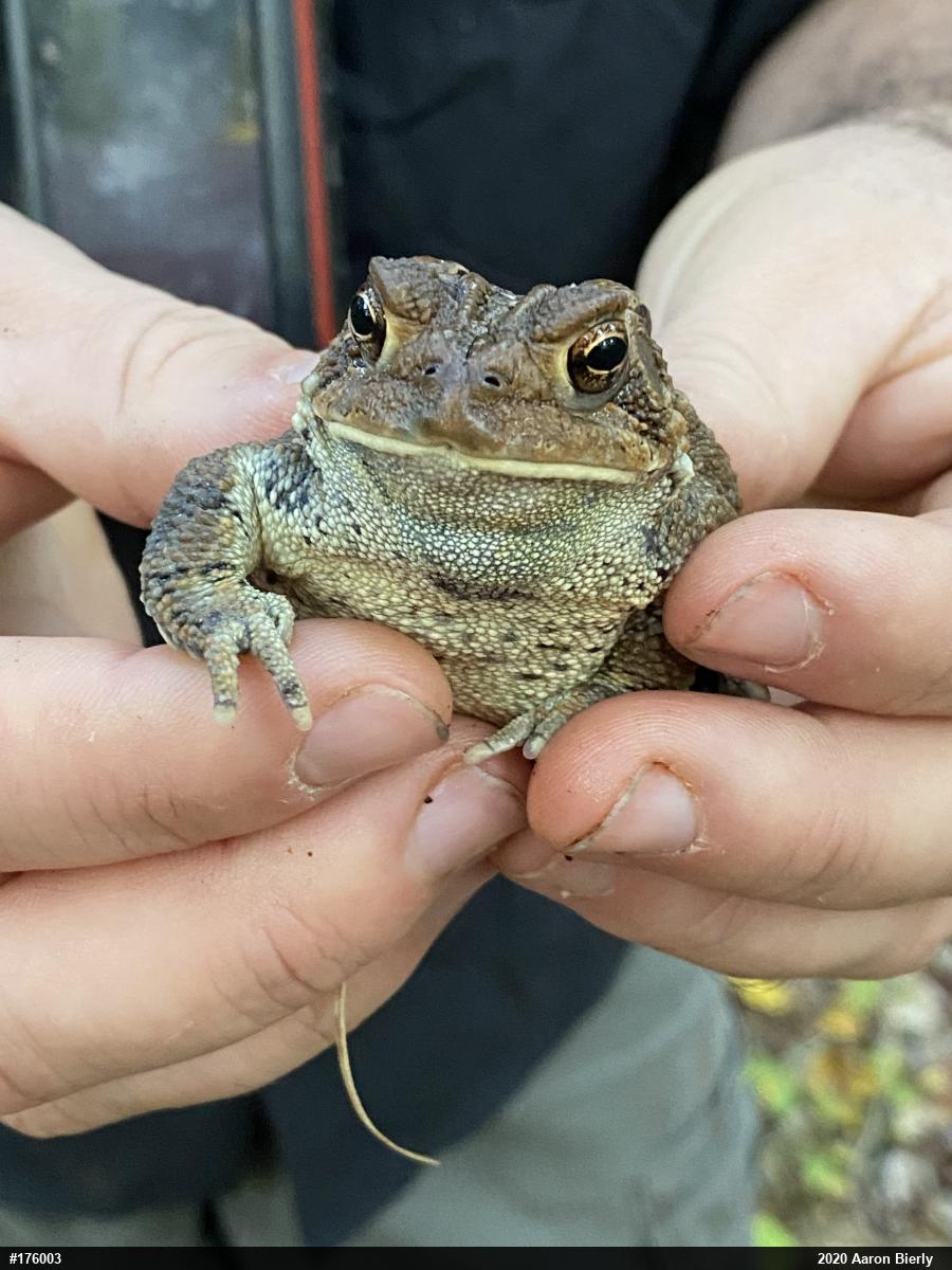 Eastern American Toad