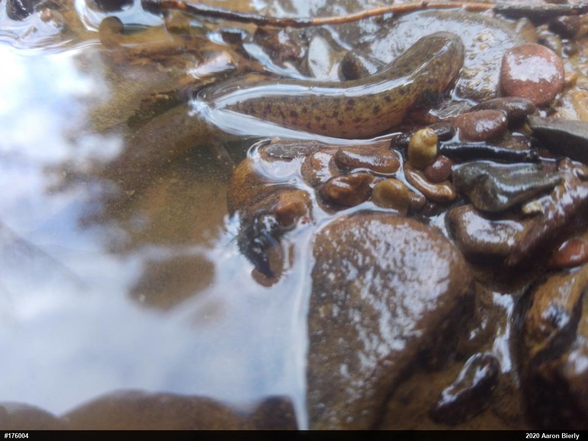 Northern Red Salamander