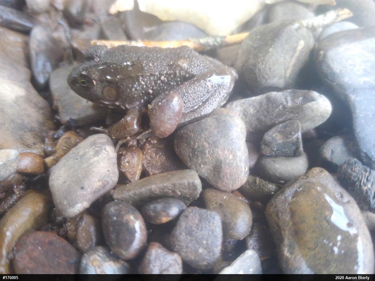 Green Frog