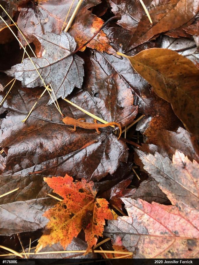 Red-spotted Newt