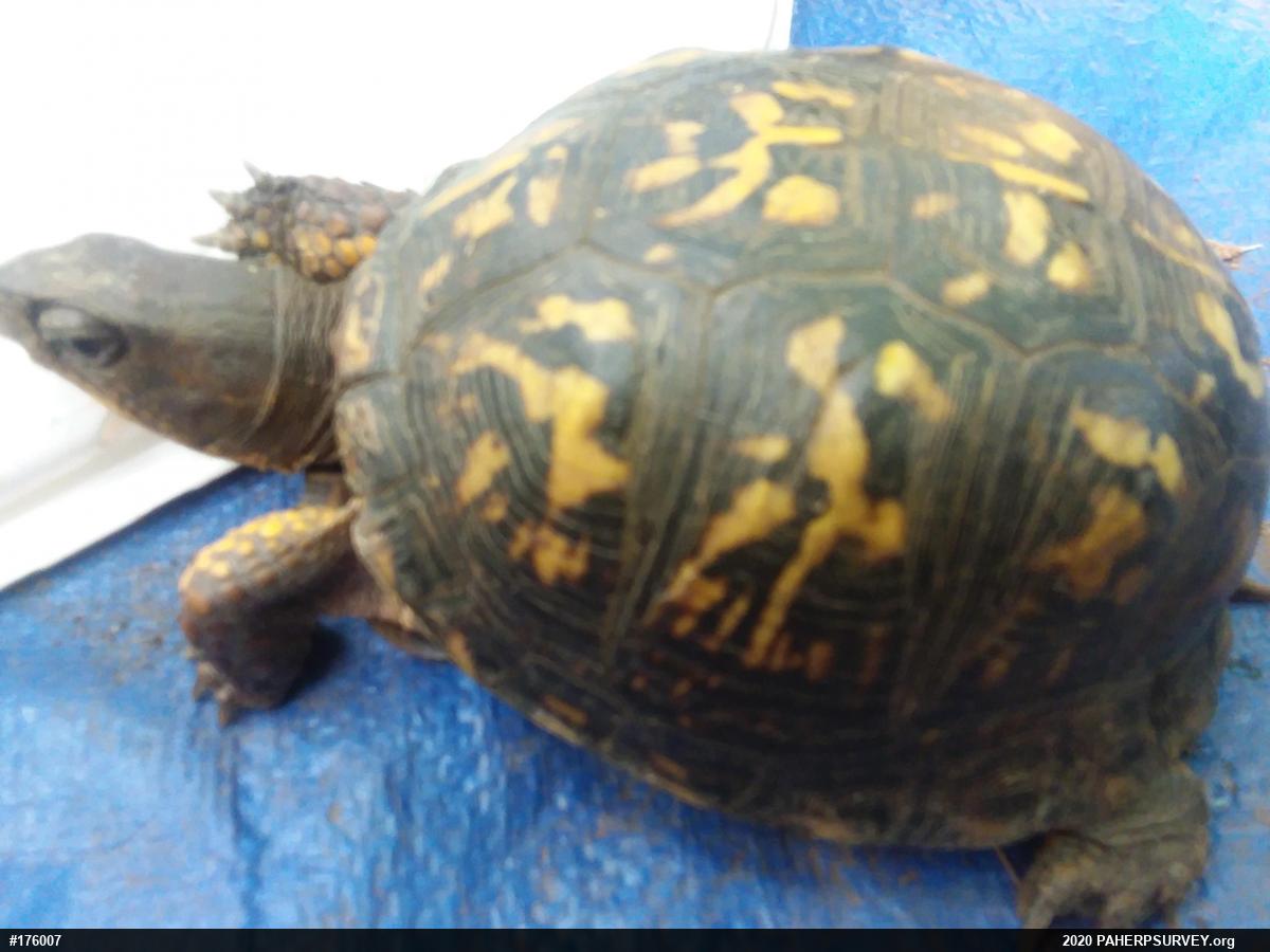 Eastern Box Turtle