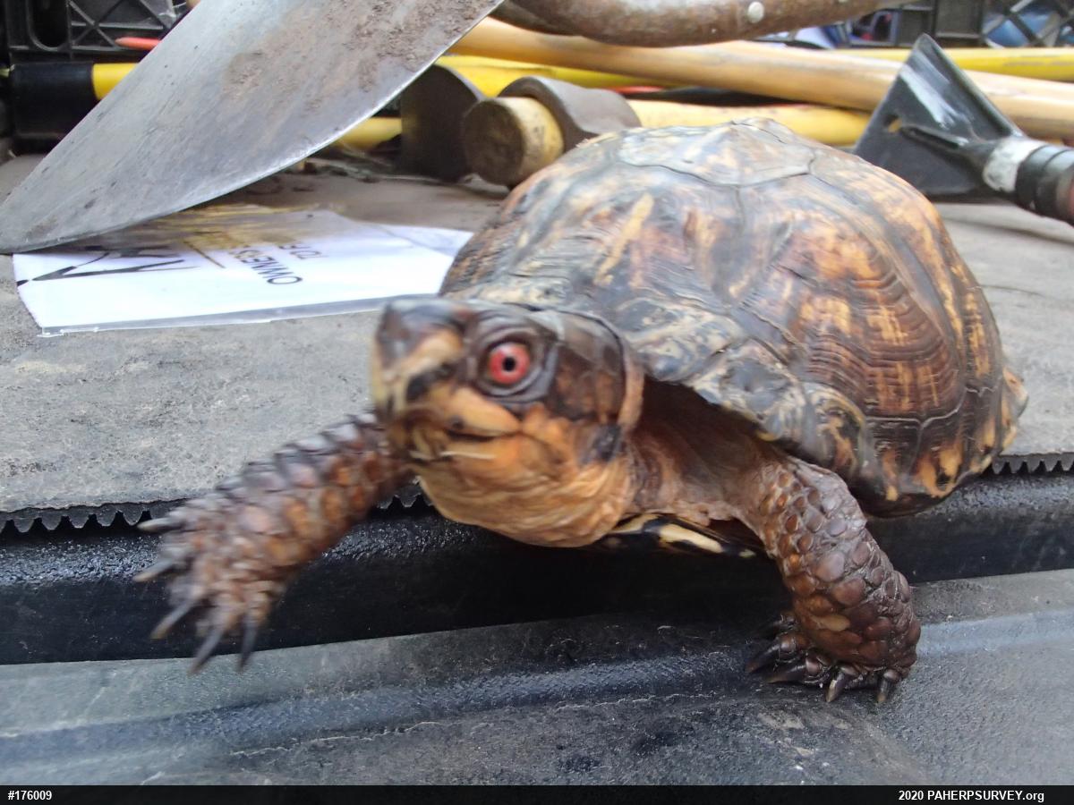Eastern Box Turtle