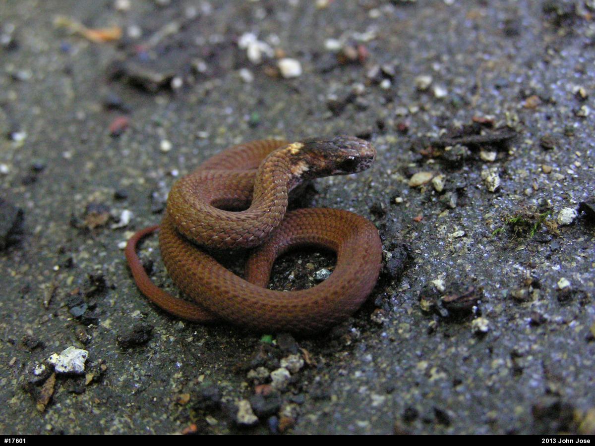 Red-bellied Snake