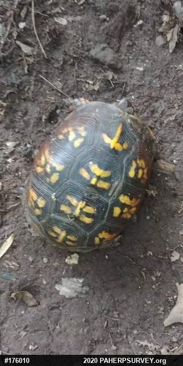 Eastern Box Turtle