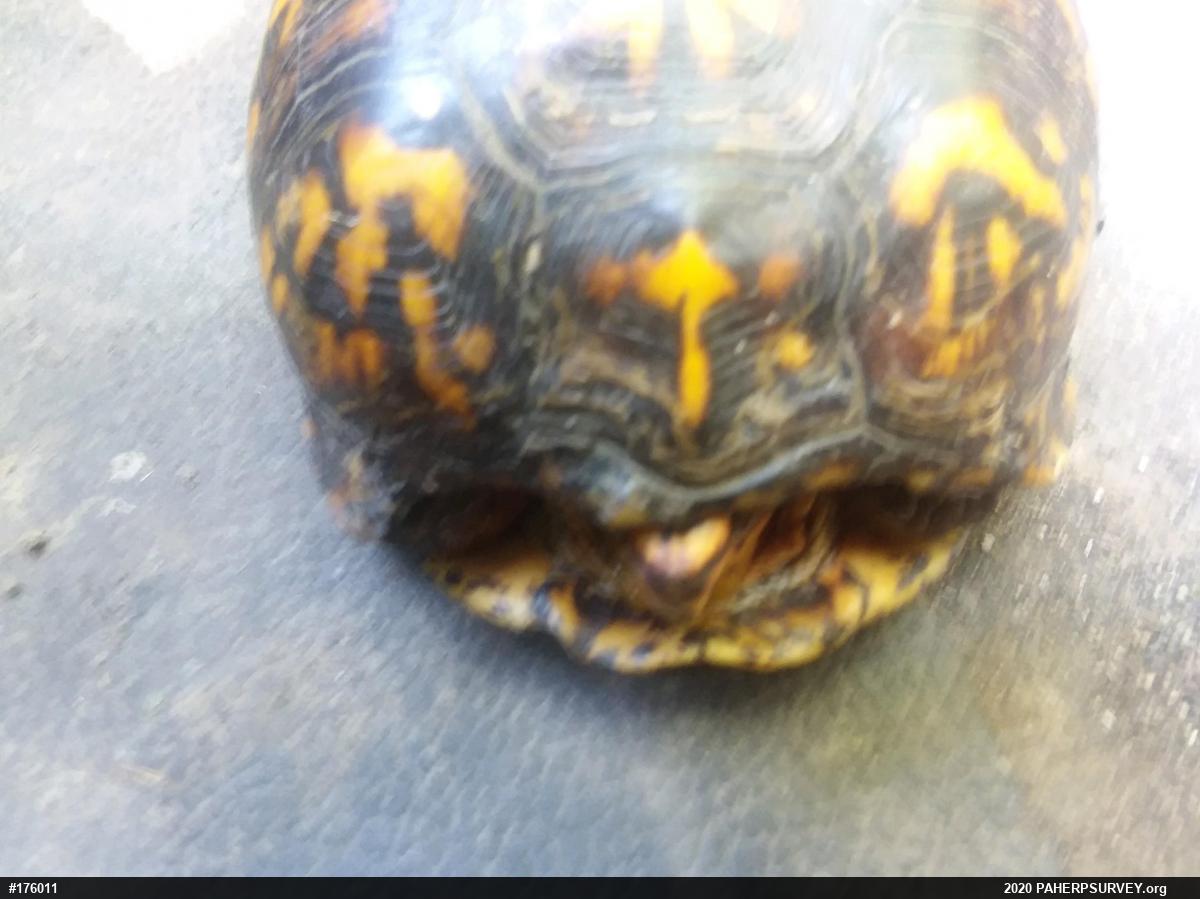 Eastern Box Turtle